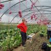 a volunteer standing in a polytunnel of knee height courgette plants that are growing up pink string suspended from up high