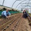 2 volunteers smiling and crouching by prepared planting bed in a polytunnel, planting out seedlings