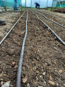 Rows of watering tubes laying on top of a soil bed ready for planting in a polytunnel