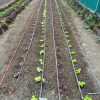 Planted green and red leaved seedlings in rows next to watering tubes in a polytunnel