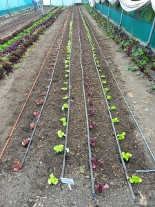 Planted green and red leaved seedlings in rows next to watering tubes in a polytunnel