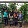 The French bean picking team of 4 volunteers standing at the end of the polytunnel proudly holding boxes full of beans