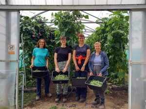 The French bean picking team of 4 volunteers standing at the end of the polytunnel proudly holding boxes full of beans